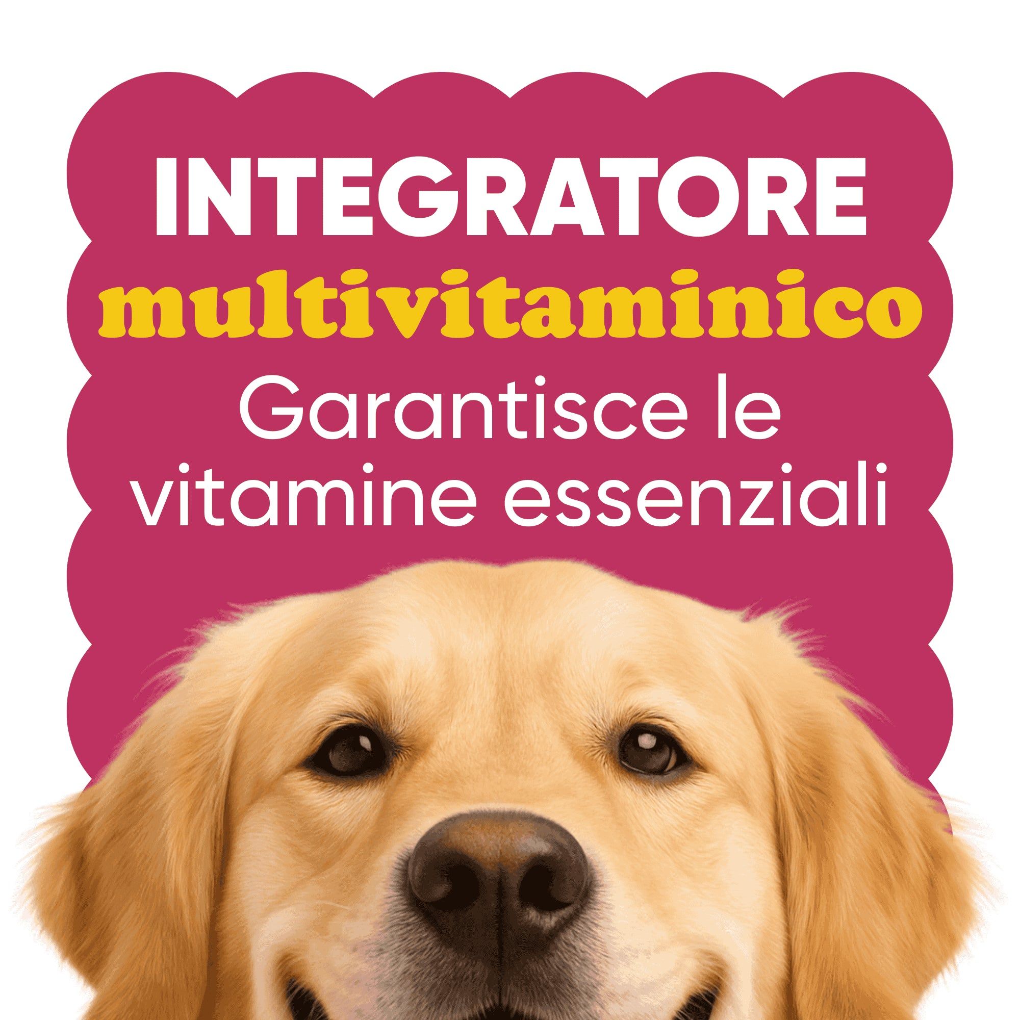 Goldener Retriever. Text: Multivitamin-Ergänzung. Garantiert essentielle Vitamine.