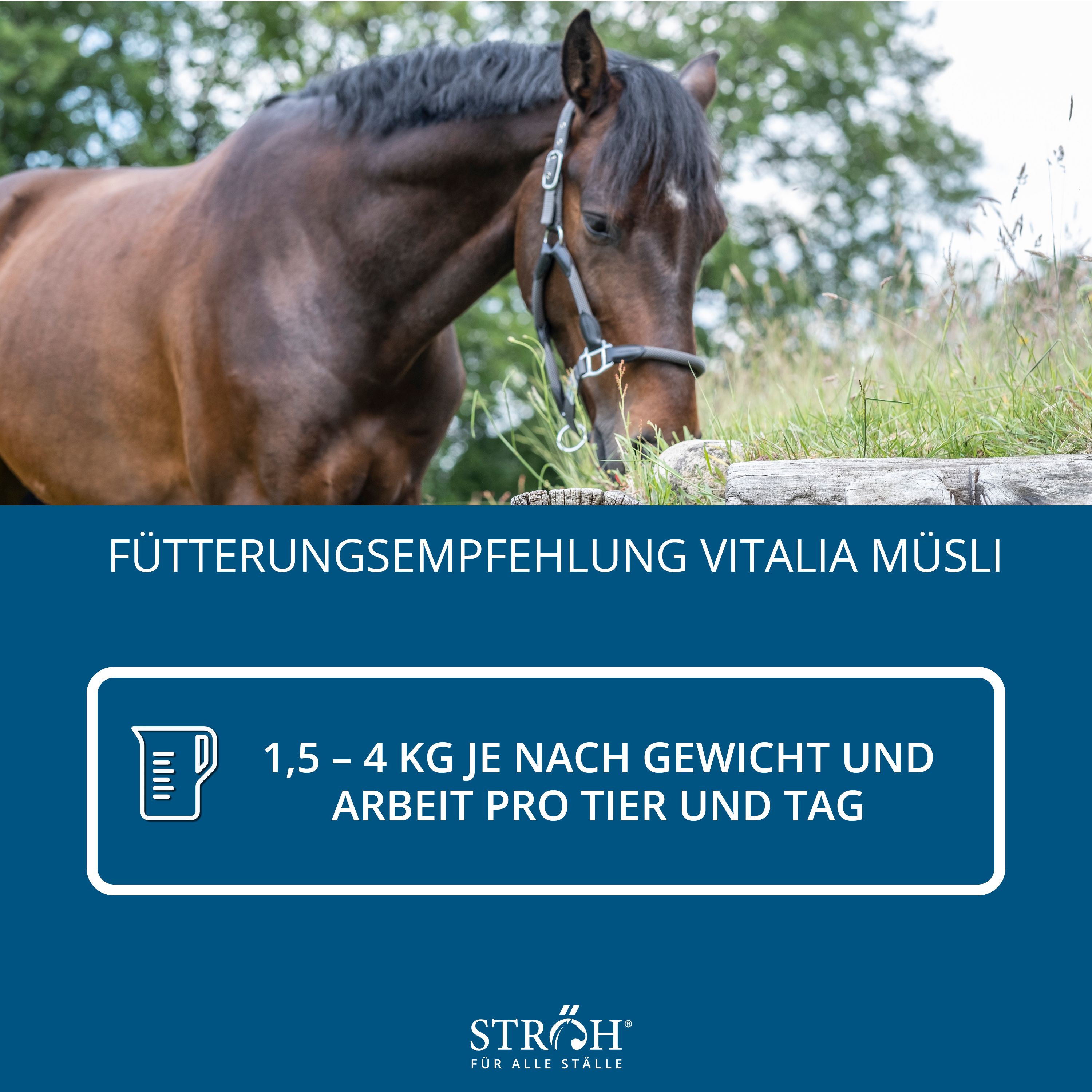 Pferd beim Fressen. Blauer Hintergrund. Text: "Fütterungsempfehlung VITALIA MÜSLI". Grafik: 1,5 - 4 KG je nach Gewicht und Arbeit pro Tier und Tag. Marke: STRÖH.