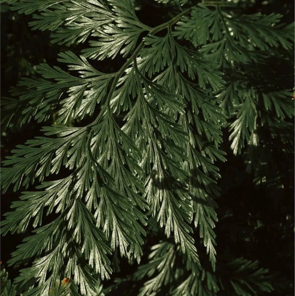 Zero Skin Renew & Glow Face & Body Exfoliator, glättend strahlkraftfördernd mit Kojicsäure