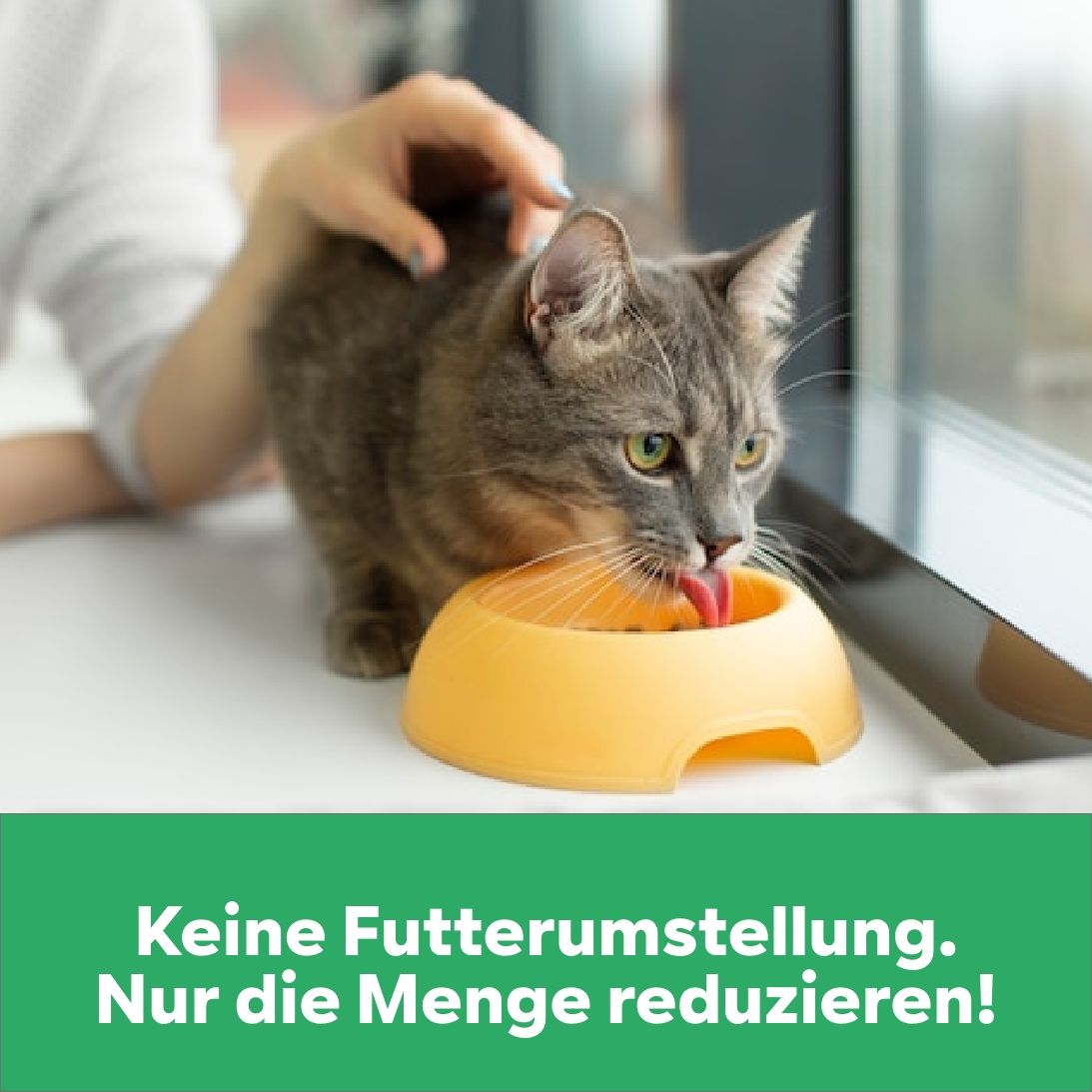 Gewichtsmanagement Übergewicht Katze Slimpet Light-Pulver Sättigungsgefühl