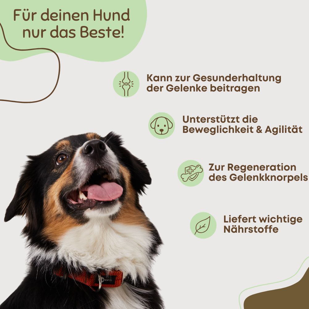 Hund blickt nach oben. Text: Kann zur Gesunderhaltung der Gelenke beitragen, unterstützt Beweglichkeit & Agilität.