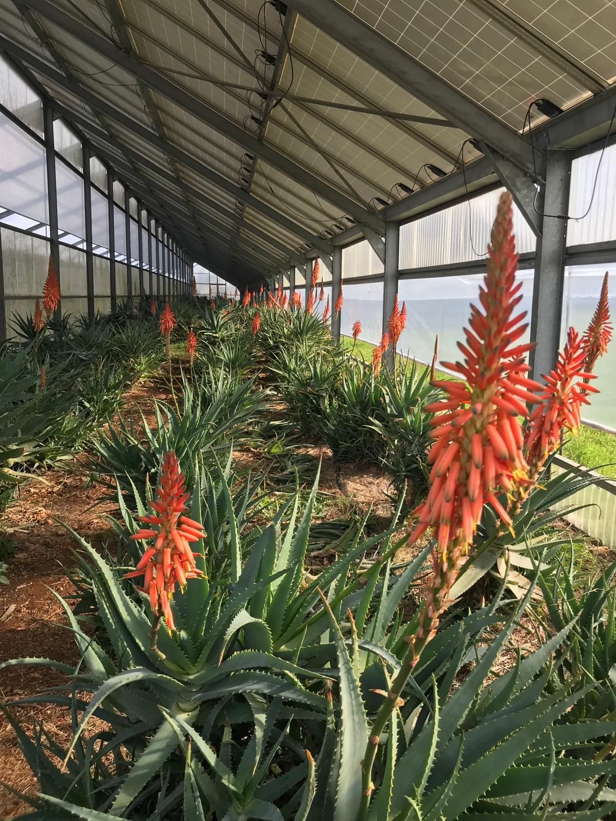 L'Energia delle Piante Aloe Arborescens mit Agavensaft