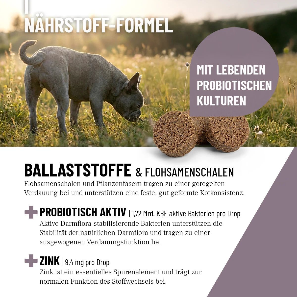 Hund im Gras. Text: Nährstoff-Formel, Ballaststoffe & Flohsamenschalen, probiotisch aktiv, Zink. Zwei braune Drops.