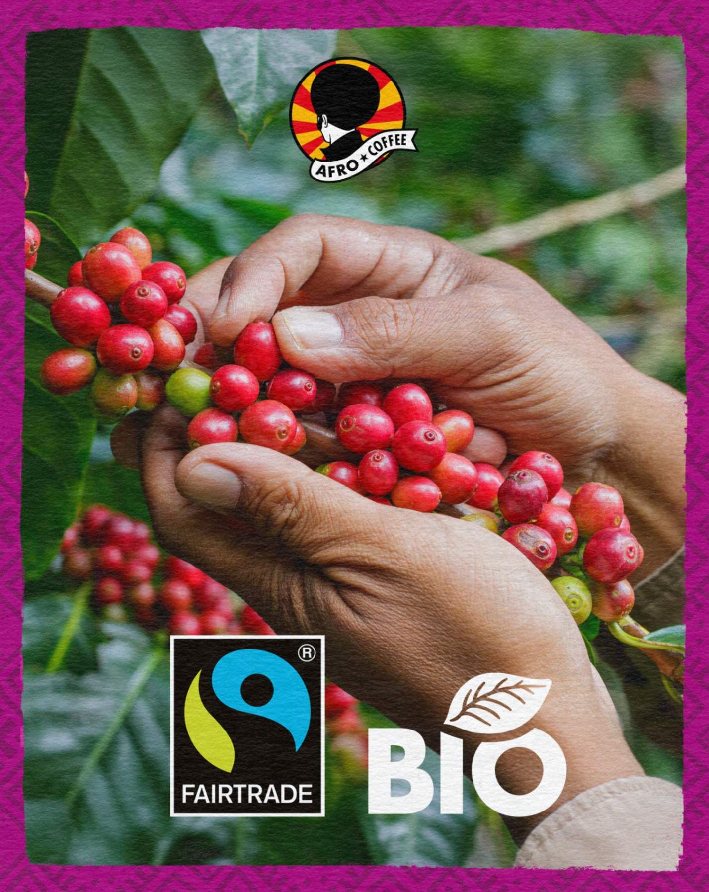 Hände ernten rote Kaffeekirschen von einem Strauch. Fairtrade und Bio Siegel sichtbar.