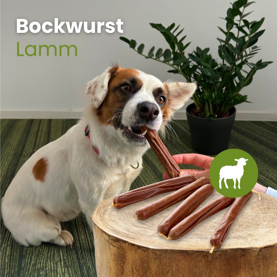 Hundefutter: Bockwurst Lamm, einzeln und von einem Hund gefressen.