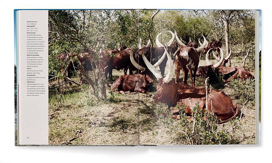 Buchdoppelseite mit Foto von Rindern mit großen Hörnern. Textabschnitt mit Informationen über die Tiere und ihre Umgebung.
