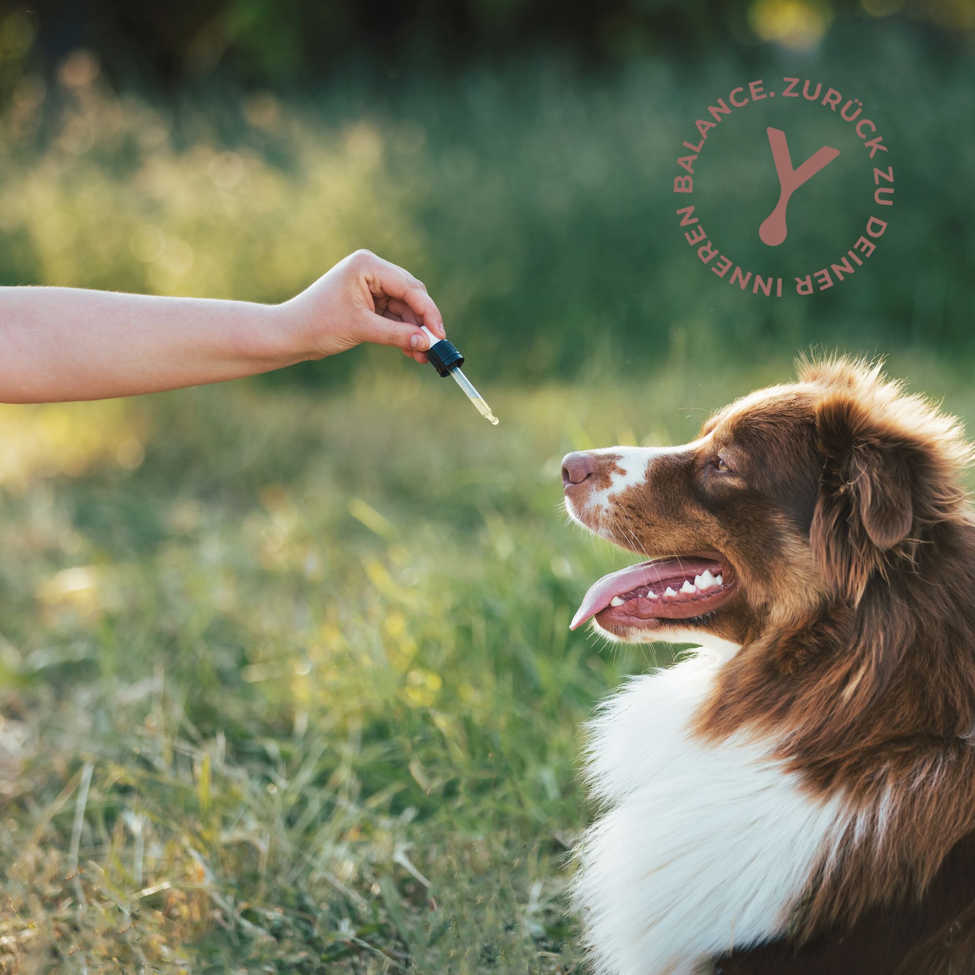 CANNABY Premuim CBD Öl 6% für Hunde Breitspektrum