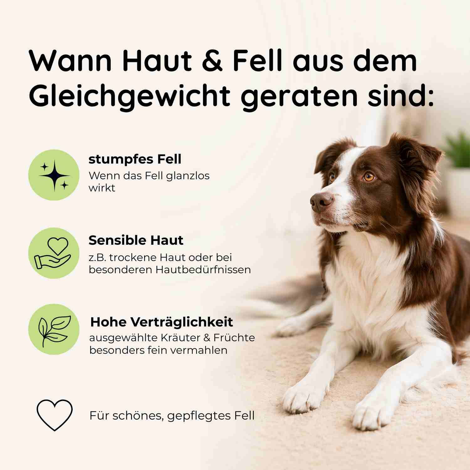 Goldener Retriever frisst aus grüner Schüssel mit "Goopsi"-Logo. Einfache Anwendung.