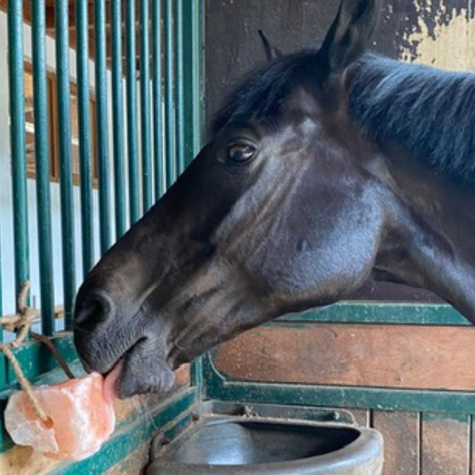 Lyra Horse® Salzleckstein Himalaya