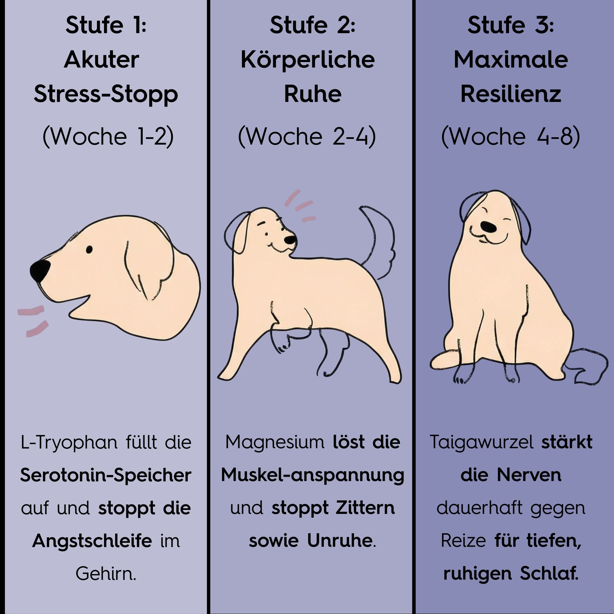 Illustration: 3 Phasen der Beruhigung. Hunde in verschiedenen Posen. Text: L-Tryptophan, Magnesium, Taigawurzel. Wochenangaben.