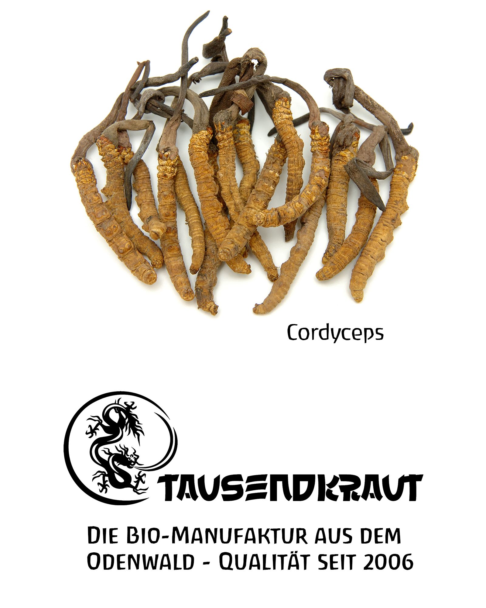 Cordyceps-Pilze, braun-gelb, auf weißem Grund. Text: Cordyceps, Logo Tausendkraut, Bio-Manufaktur, Qualität seit 2006.