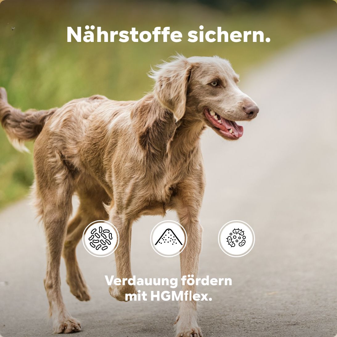 Hund läuft auf Weg. Grafiken: Bakterien, Sand, Bakterien. Text: Verdauung fördern mit HGMflex.