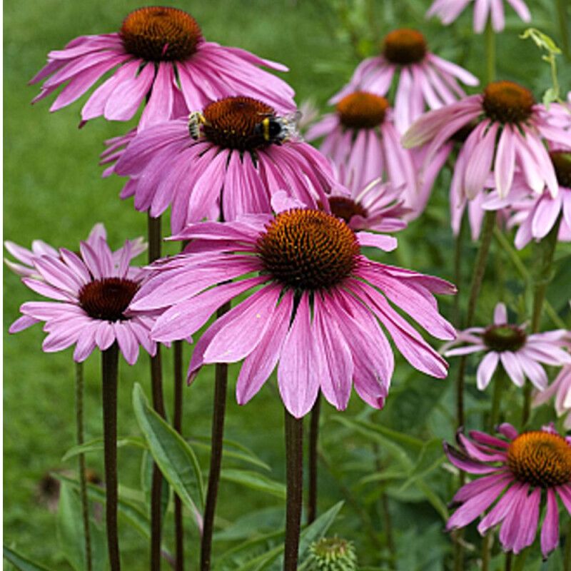 Nahaufnahme von rosa Echinacea-Blüten. Braune Blütenmitte, grüne Stiele. Einige Blütenblätter sind sichtbar.
