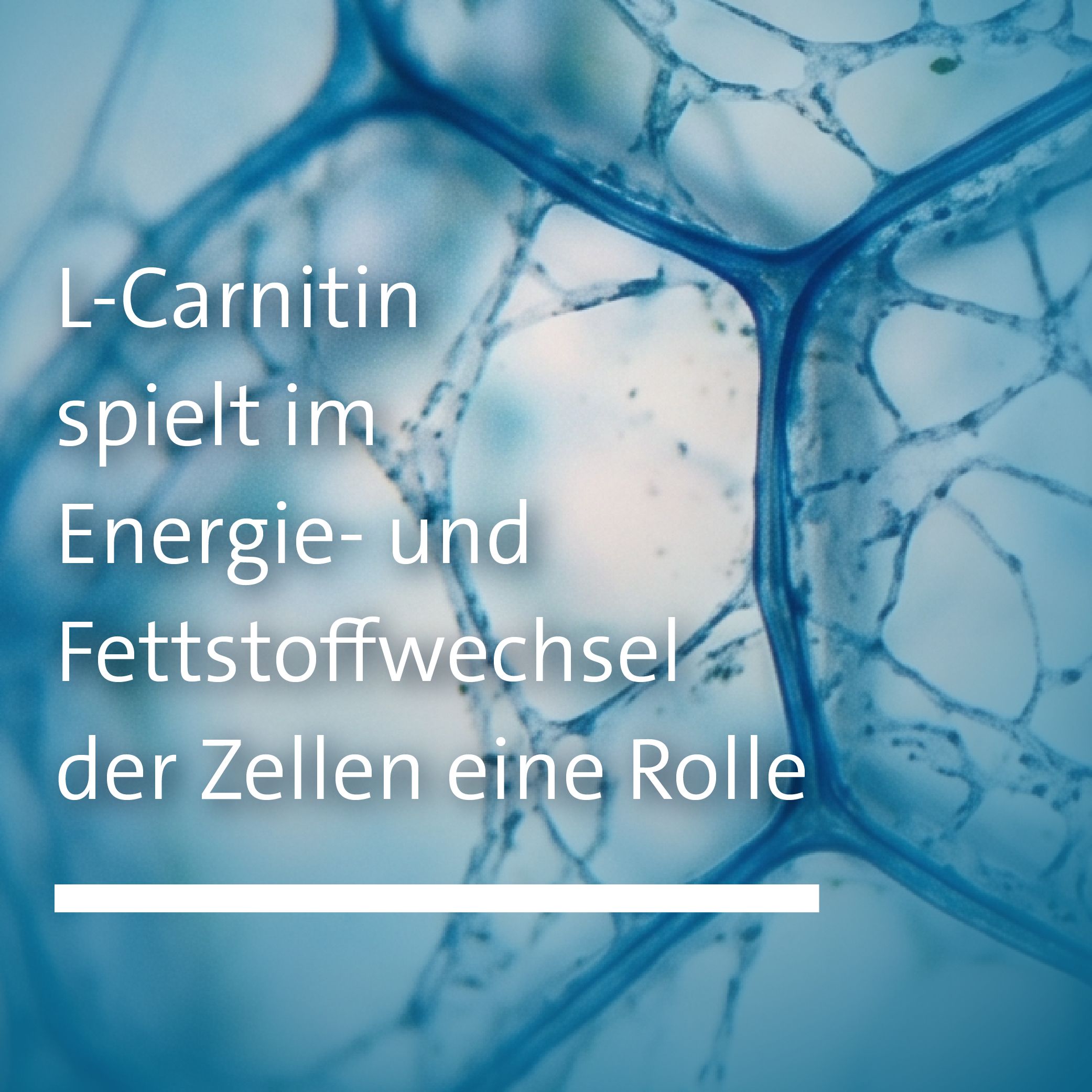 Sanct Bernhard L-Carnitin-Kapseln 400 mg