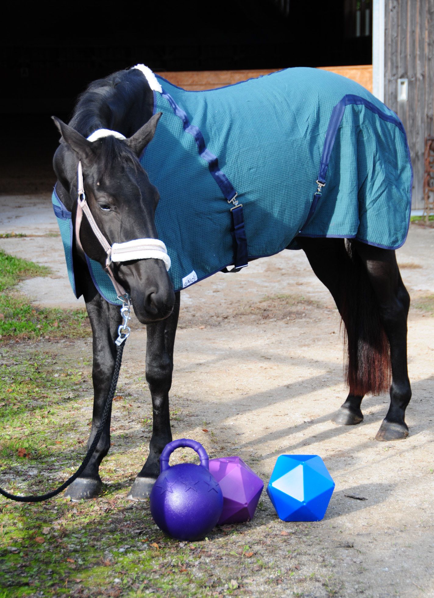 3 Horses Futterball