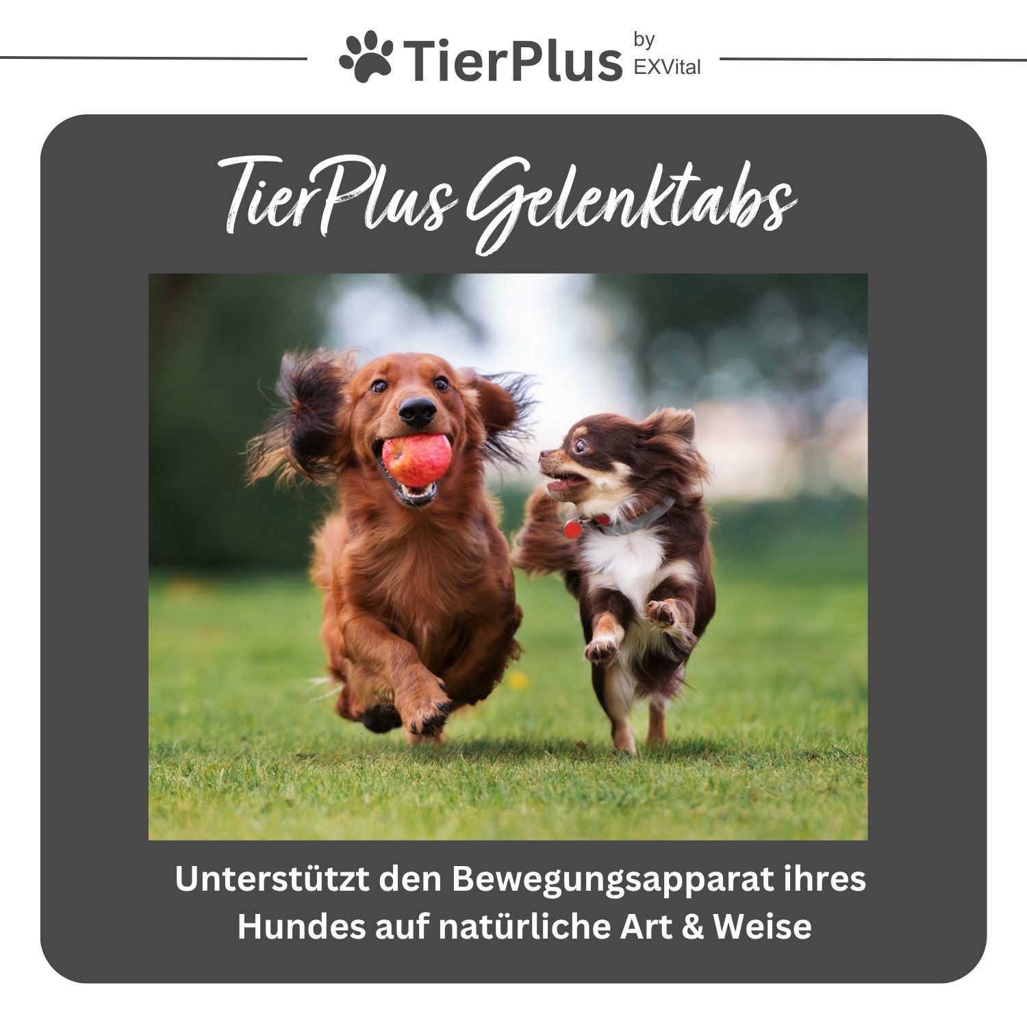 TierPlus Gelenktabs: Zwei Hunde rennen über eine Wiese, einer mit einem Ball im Maul. Unterstützt den Bewegungsapparat.