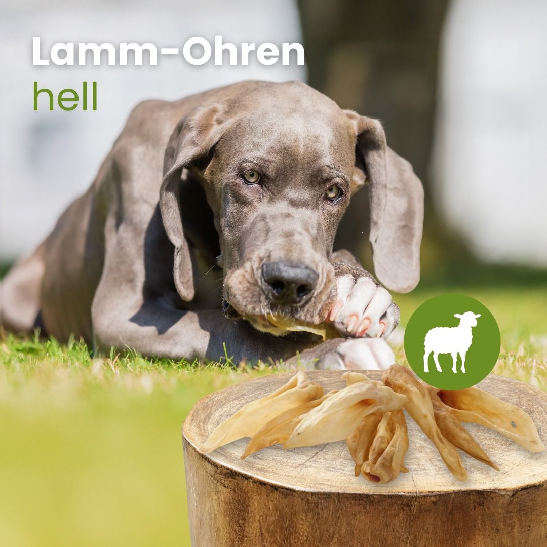 Mehrere Lamm-Ohren auf weißem Hintergrund.