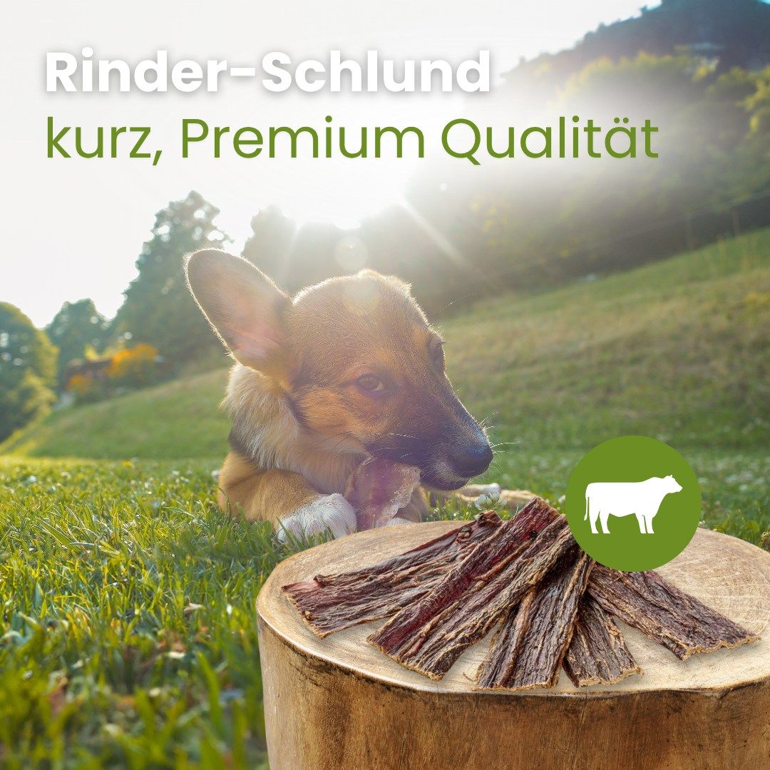 Rinder-Schlund kurz, Premium Qualität. Hund liegt im Gras neben einem Stapel Kauartikel.