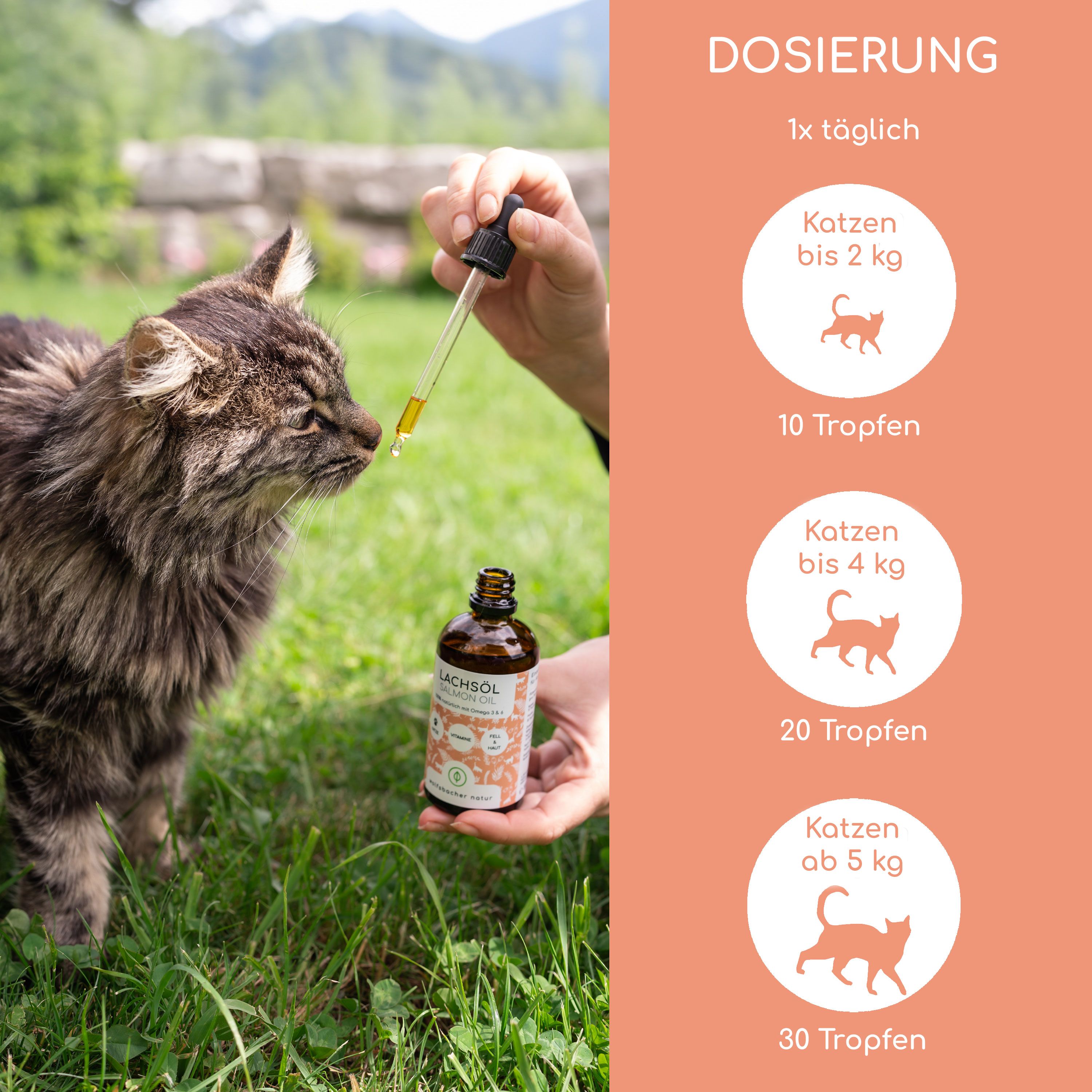 Katze bekommt Lachsöl mit Pipette. Dosierungstabelle: 1x täglich, Katzen bis 2 kg: 10 Tropfen, bis 4 kg: 20 Tropfen, ab 5 kg: 30 Tropfen.