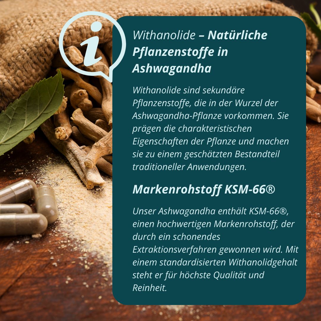 Text über Withanolide und KSM-66® Ashwagandha. Kapseln und Wurzeln auf Holzuntergrund.