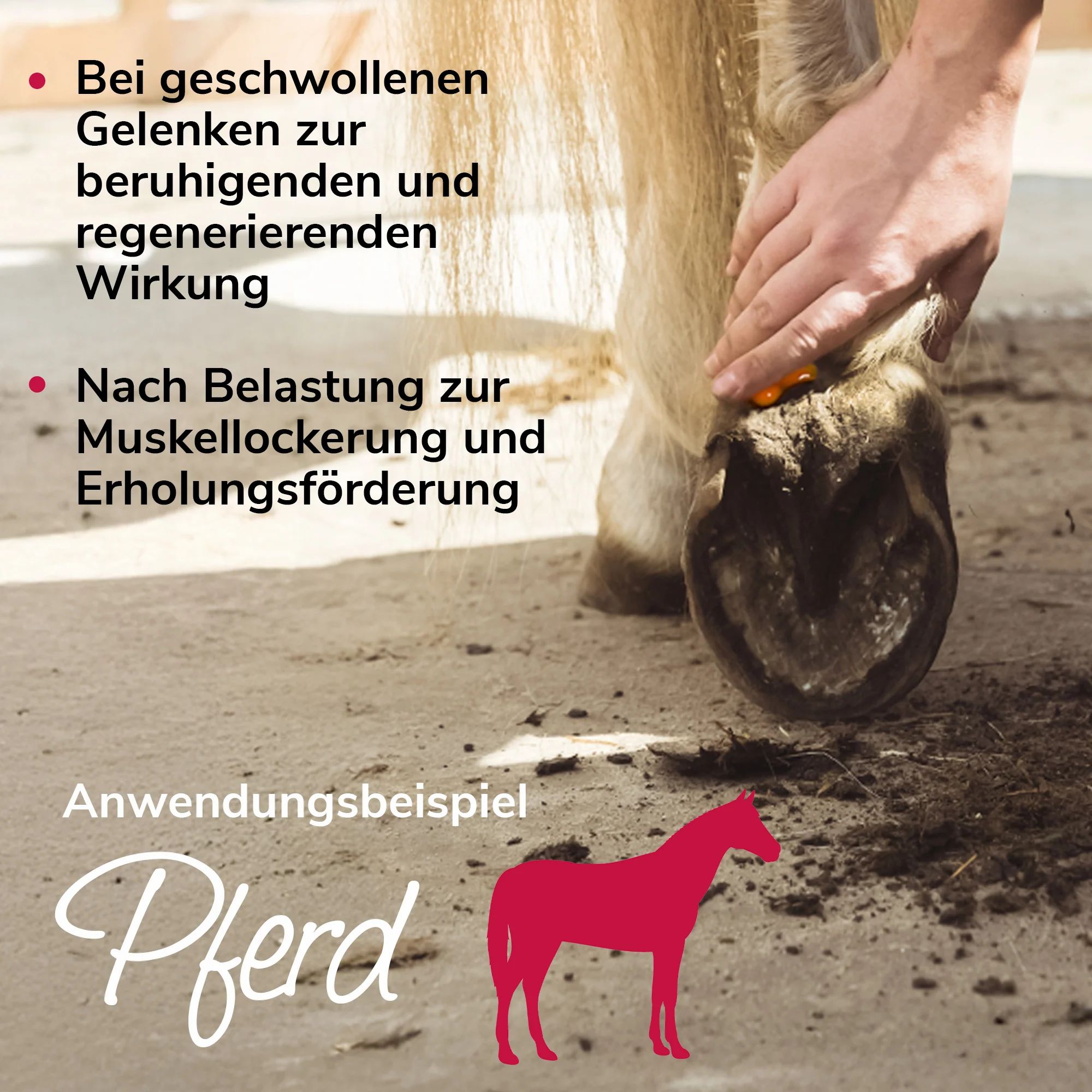 Hände tragen Gel auf das Bein eines Pferdes auf. Text: Anwendungsbeispiel Pferd. Bei geschwollenen Gelenken, nach Belastung.