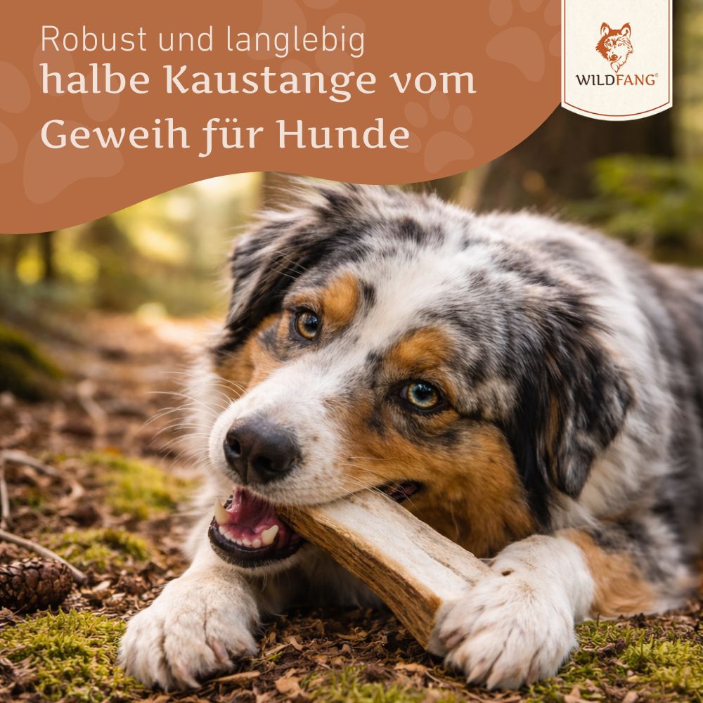 Hund kaut auf halber Rothirsch-Kaustange. Text: Robust und langlebig halbe Kaustange vom Geweih für Hunde.