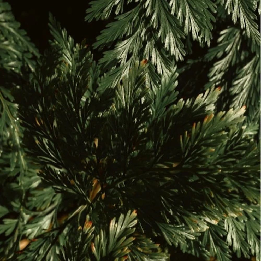 Zero Skin Glanz Shampoo, Smoky Green Vetiver, glanzverleihend und volumengebend