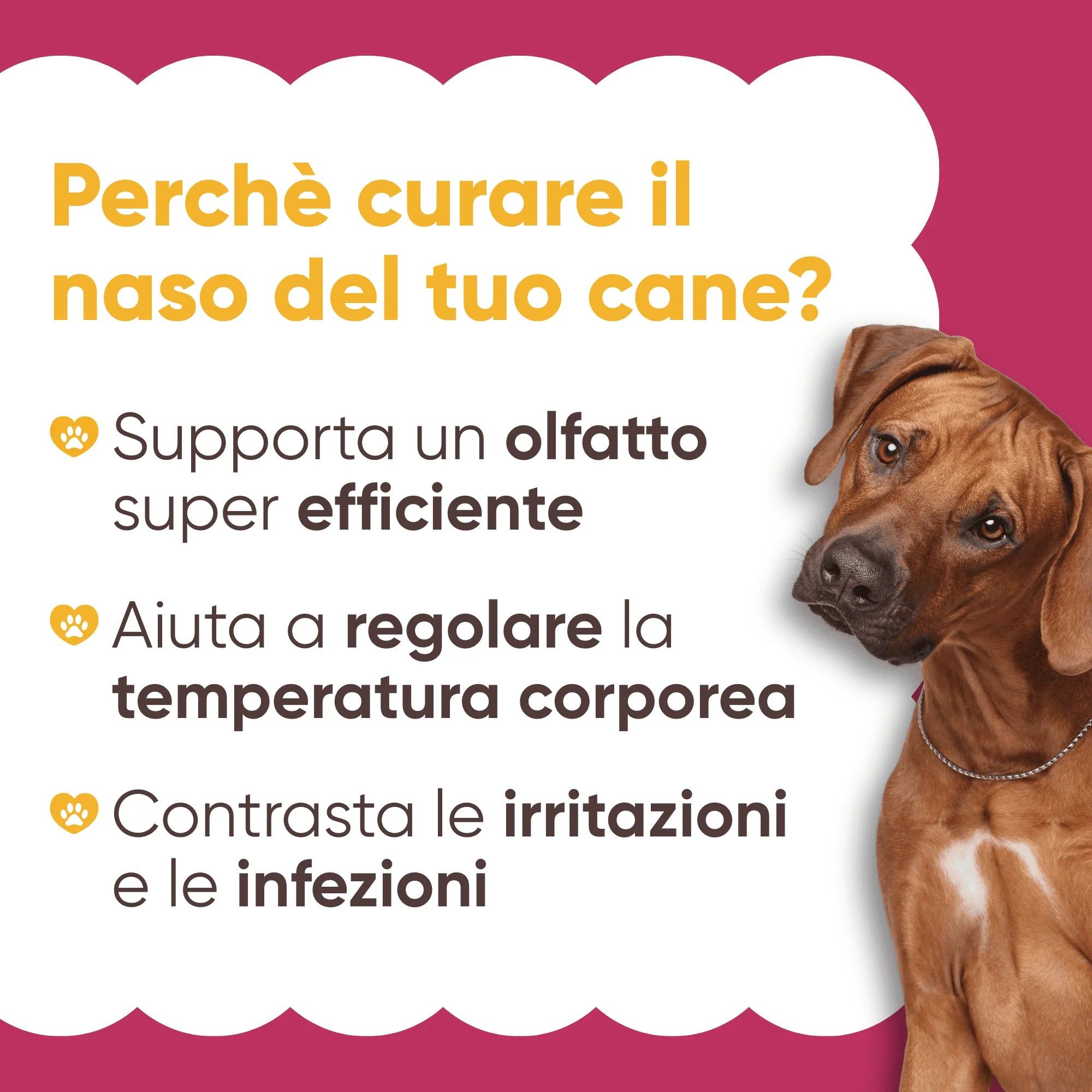 Hund mit Text: Warum die Nase Ihres Hundes pflegen? Vorteile: Geruch, Temperatur, Irritationen.