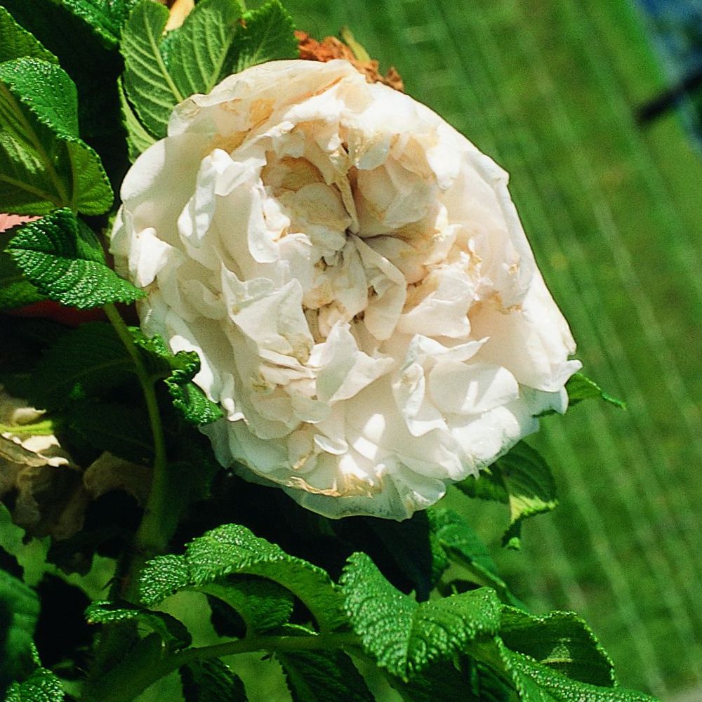 PHI Essences - Souvenir de Philémon Cochet Rosen-Essenz