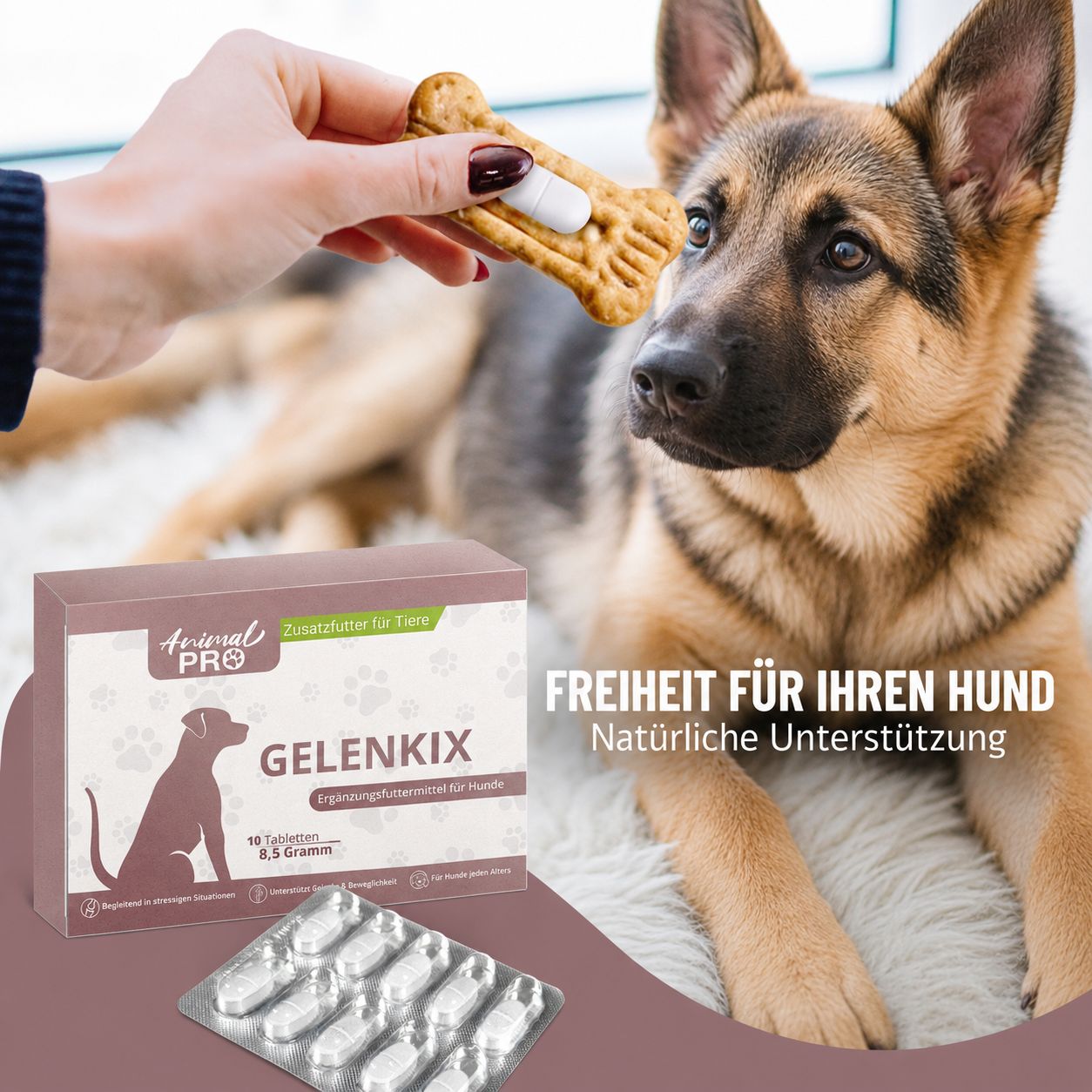 Hund frisst Gelenkix Tablette aus einem Hundekuchen. Produktverpackung daneben.