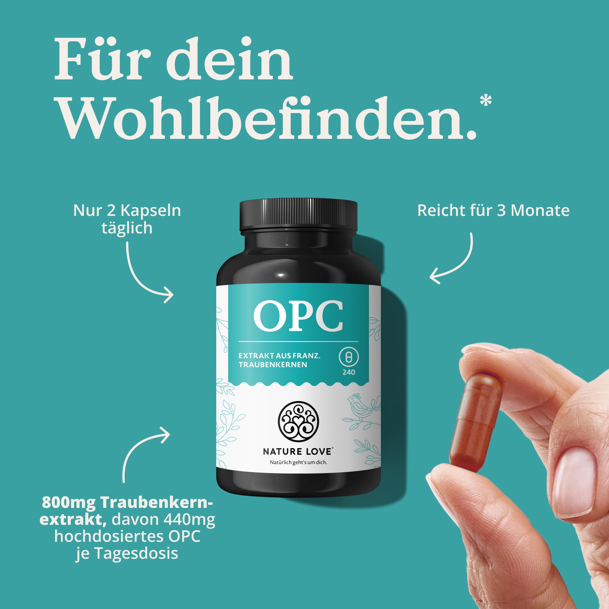 Flasche mit OPC-Kapseln, Traubenkernextrakt, 800mg pro Kapsel, 240 Stück.