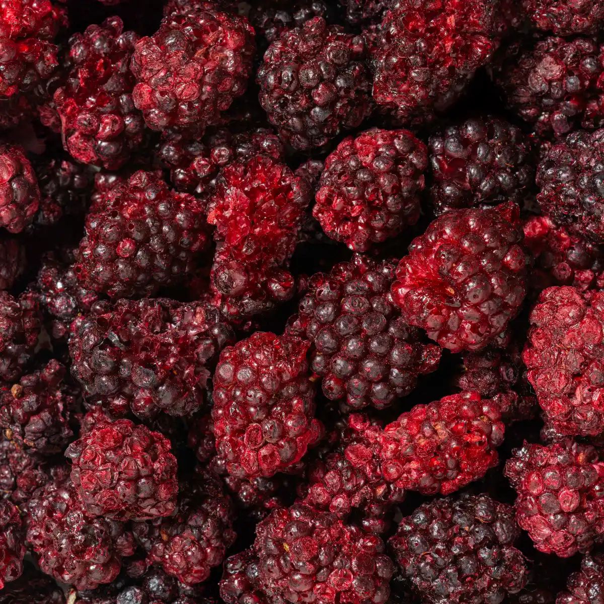 Nahaufnahme von gefriergetrockneten Brombeeren. Die Beeren sind dunkelrot und liegen dicht beieinander.