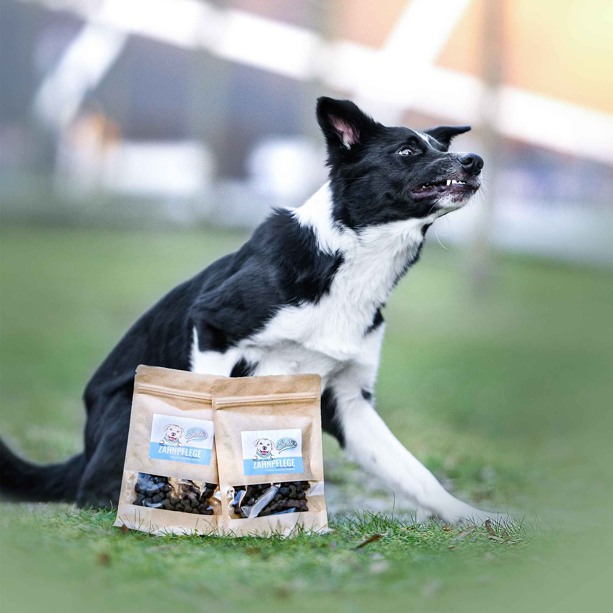 Sollis funktionaler Zahnpflegesnack für Hunde