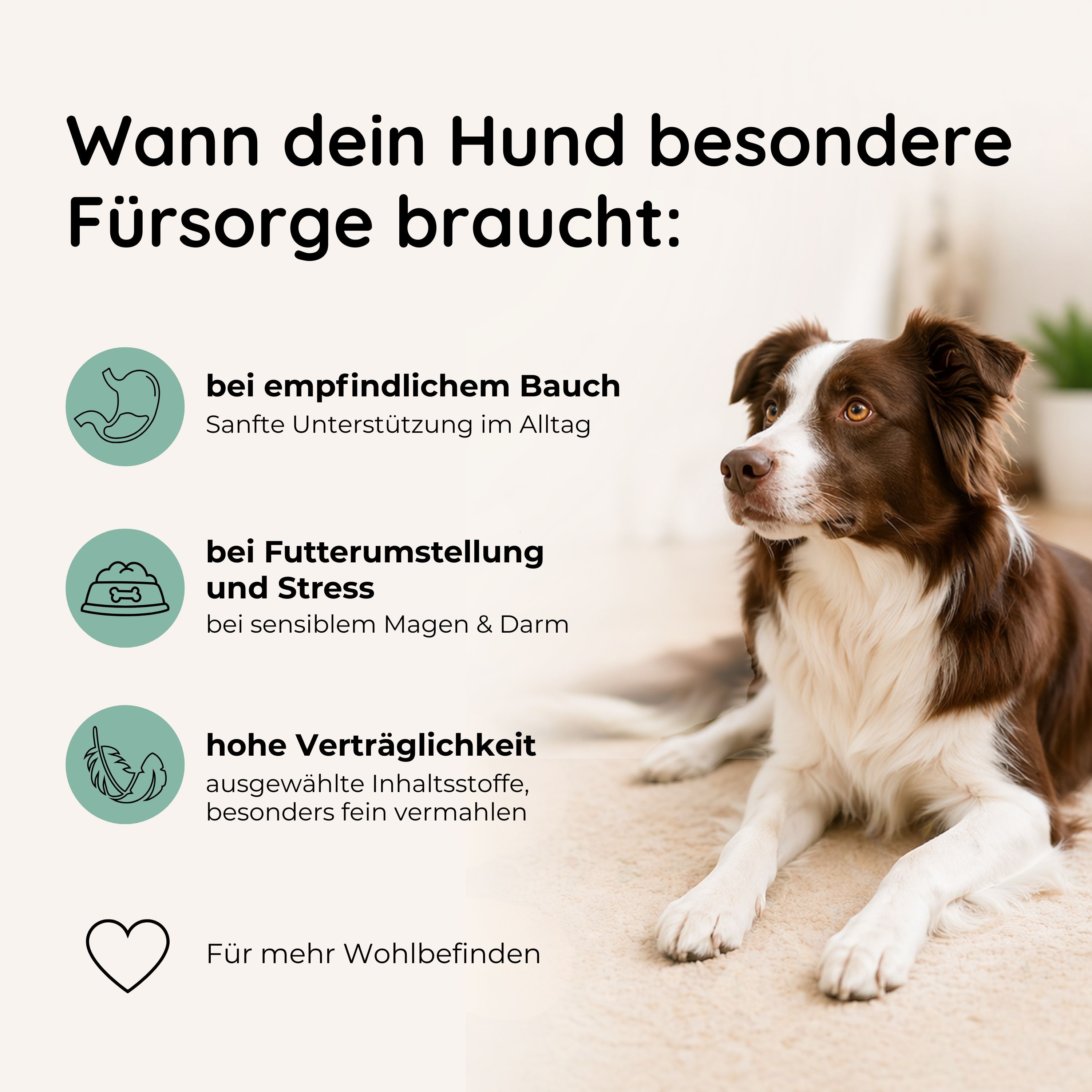 Hund (Border Collie) liegt. Symbole für empfindlichen Bauch, Futterumstellung, Stress und hohe Verträglichkeit.