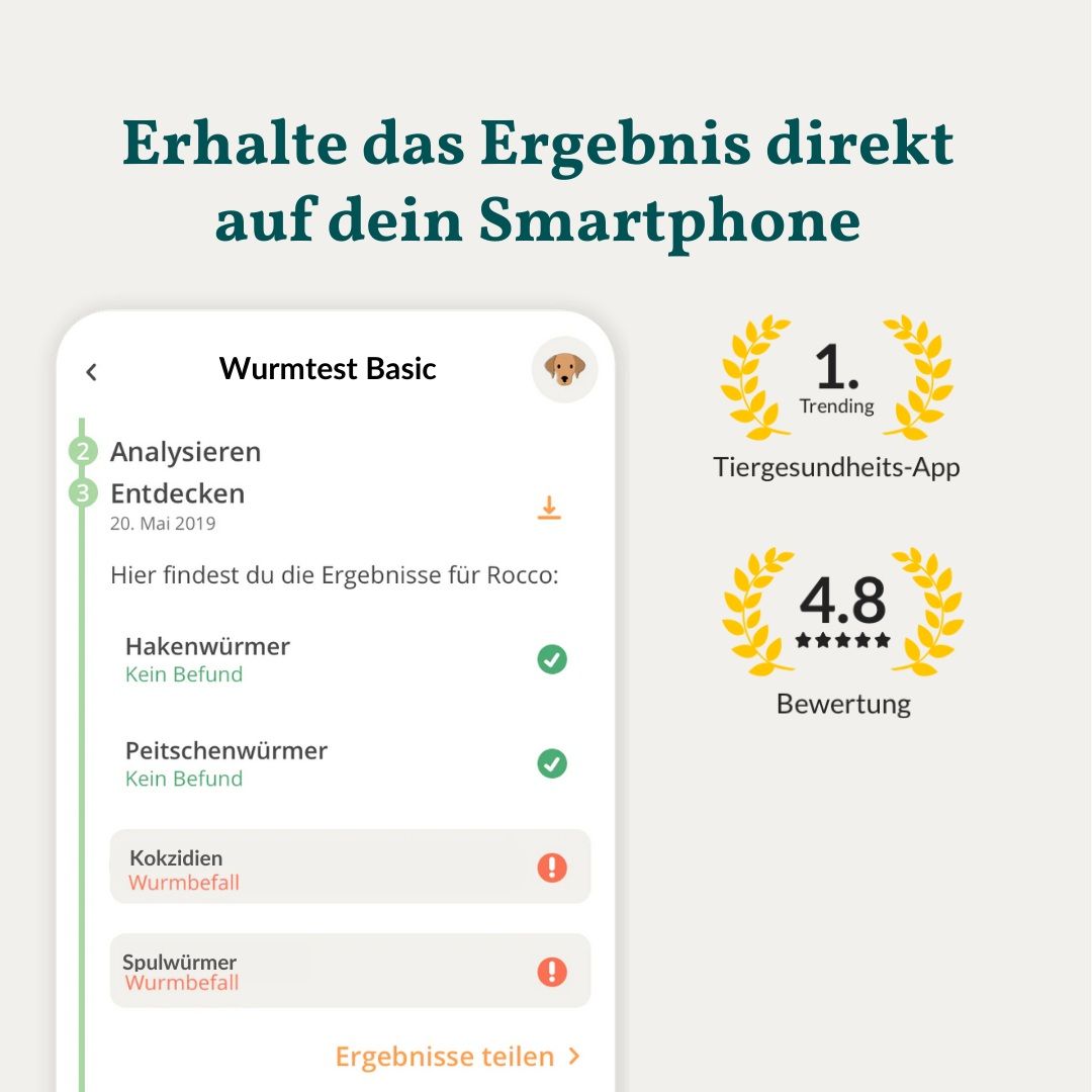 Smartphone-App-Ansicht mit Testergebnissen für Hund Rocco. Auszeichnungen: Top-App, Bewertung 4.8.