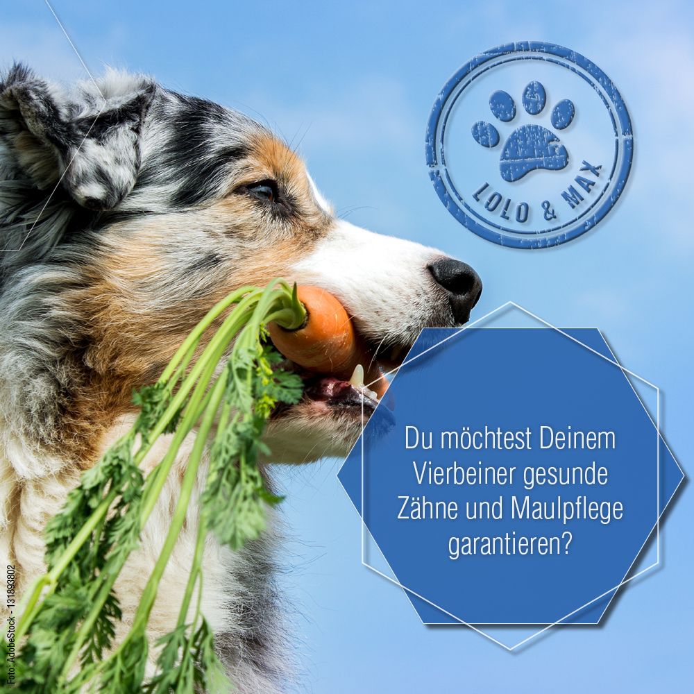 Hund mit Karotte im Maul. Blaues Logo Lolo & Max. Text: Du möchtest Deinem Vierbeiner gesunde Zähne und Maulpflege garantieren?