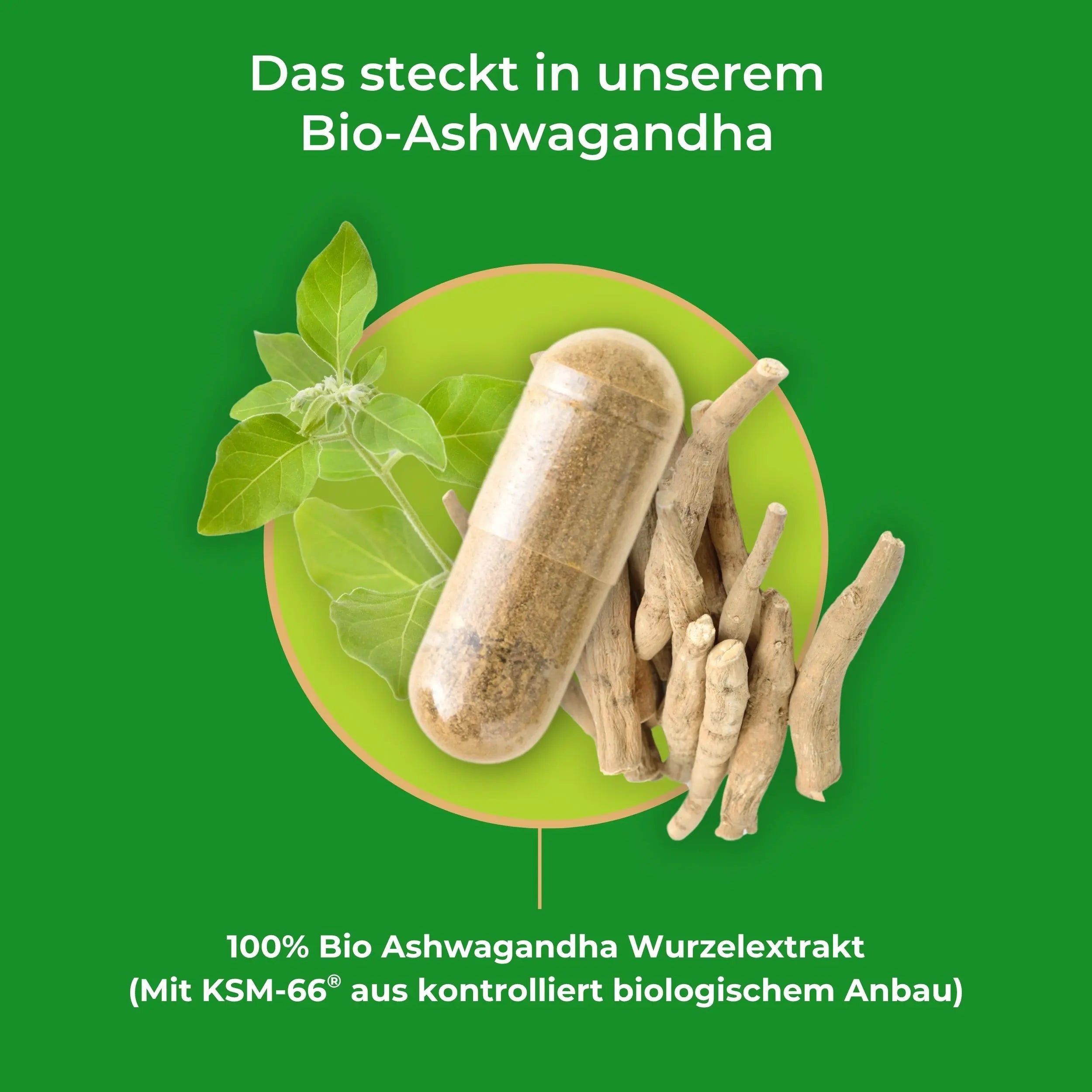 Viktilabs Bio Ashwagandha: Hochwertiger Wurzelextrakt mit Withanoliden (KSM-66®)
