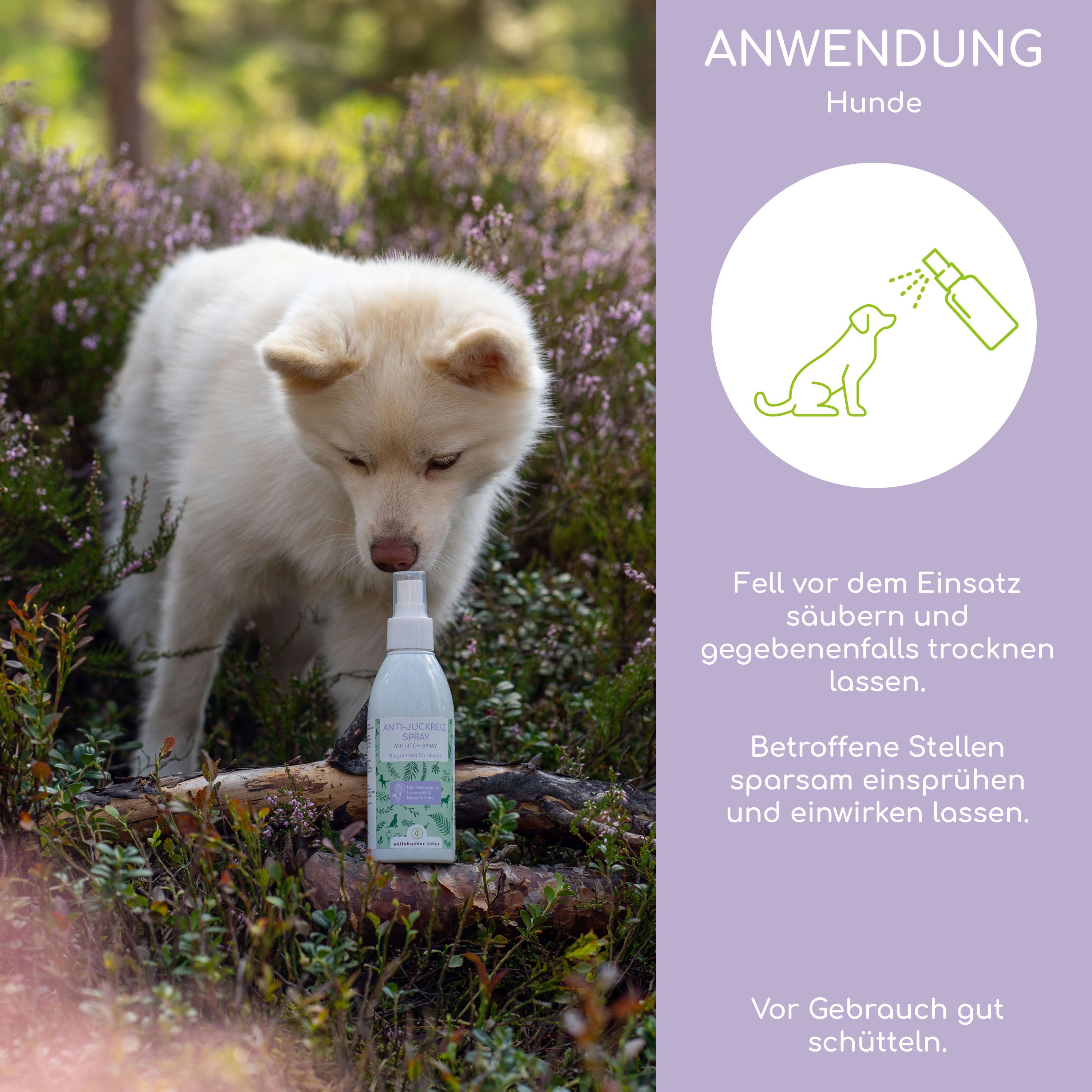 Hund beschnuppert Flasche Anti-Juckreiz Spray. Text: Anwendung für Hunde. Anweisungen zum Einsprühen und Trocknen der betroffenen Stellen.
