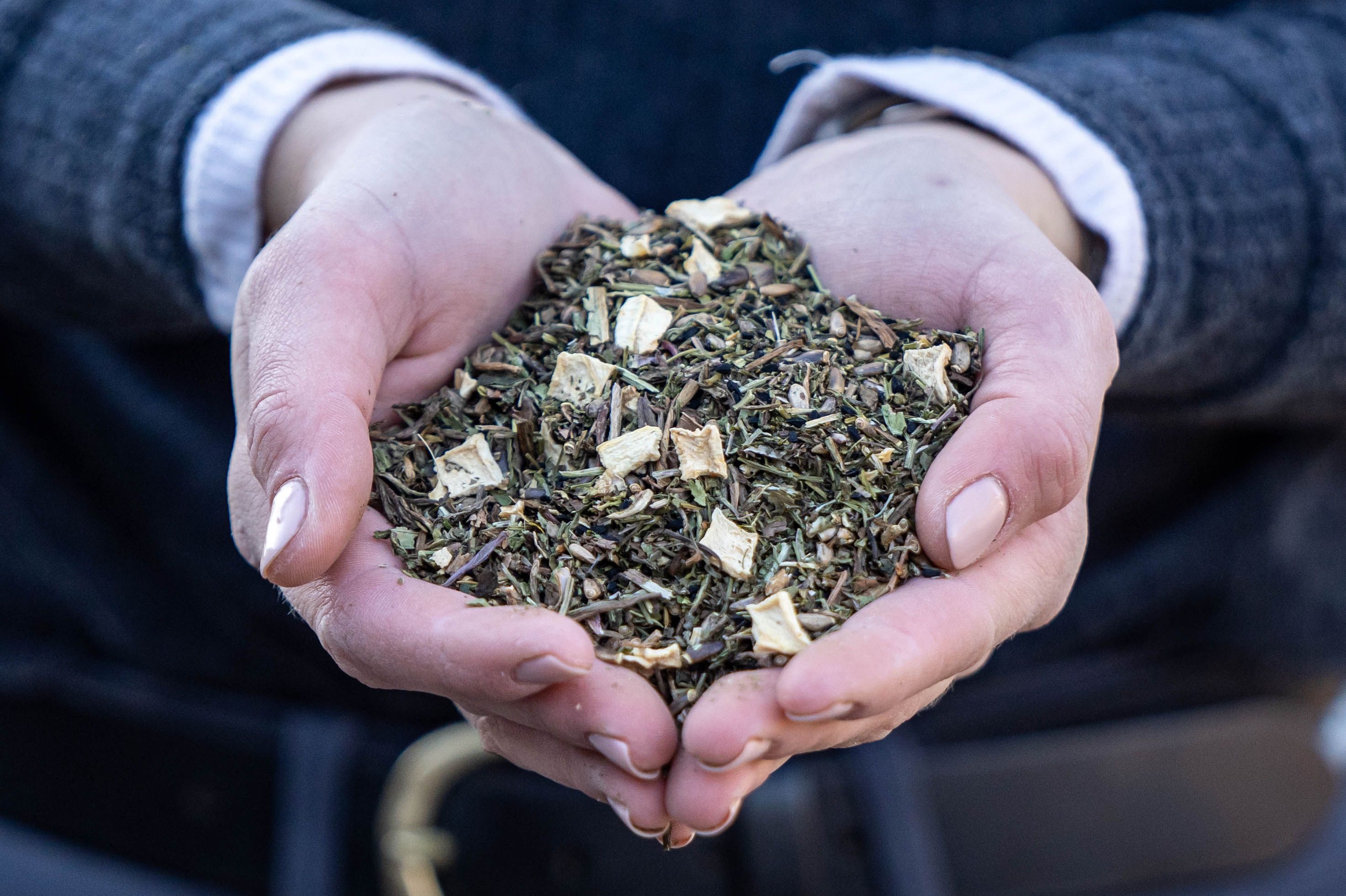 Hände halten eine Portion Stiefel Leberkräuter. Kräutermischung mit getrockneten Kräutern und kleinen weißen Stücken. Nahaufnahme.