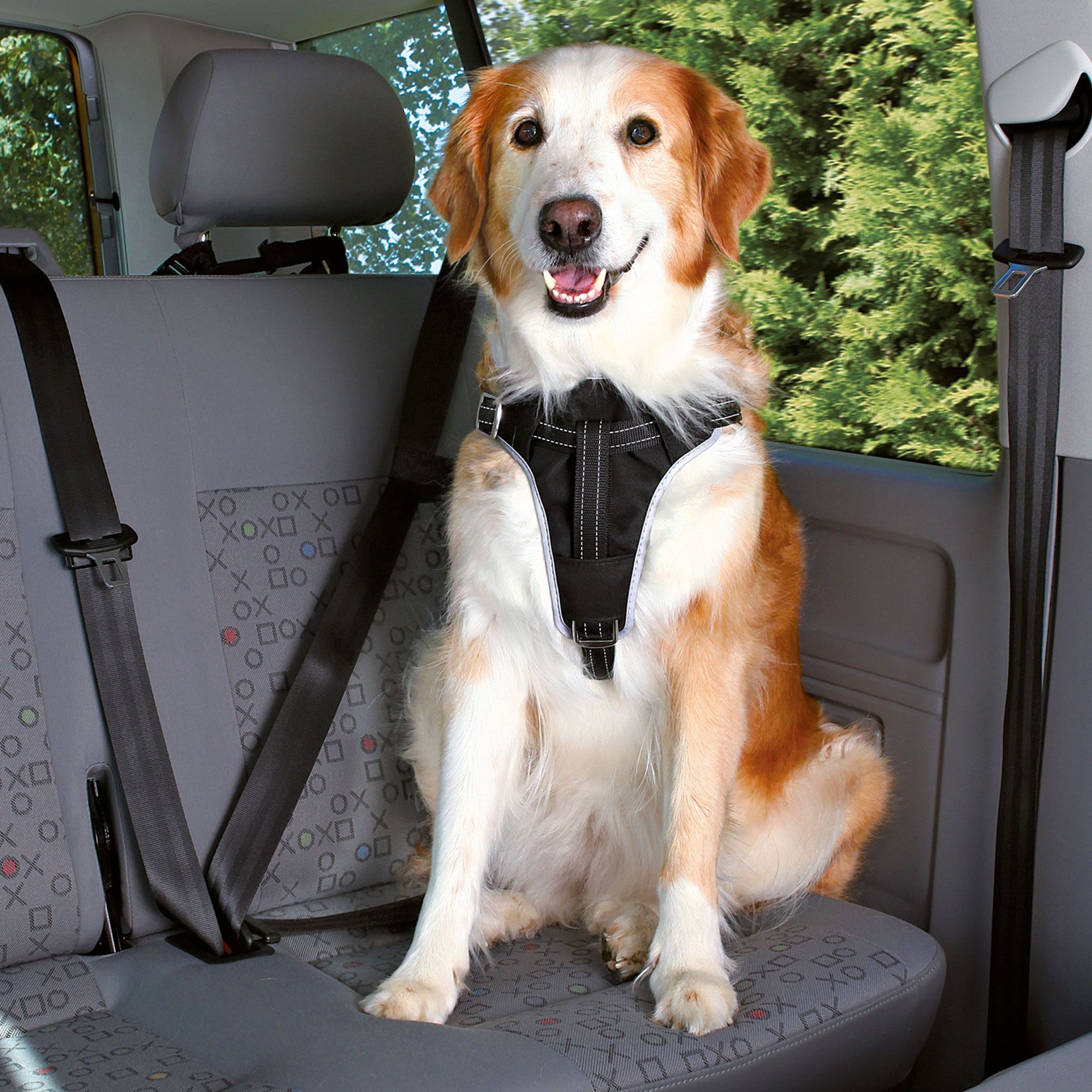Hund im Auto, trägt ein schwarzes Brustgeschirr. Sicherheitsgurt befestigt. Der Hund sitzt auf einem Autositz.
