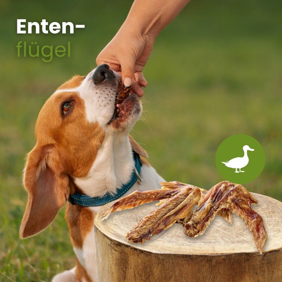 Ein Hund mit einem Kauartikel im Gras, mit Text über die Vorteile von Kauartikeln.