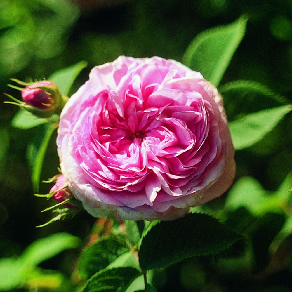 PHI Essences - Königin von Dänemark Rosen-Essenz