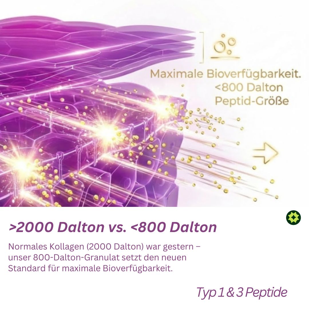 Illustration: Hautschichten. Text: >2000 Dalton vs. <800 Dalton. Maximale Bioverfügbarkeit. Typ 1 & 3 Peptide.