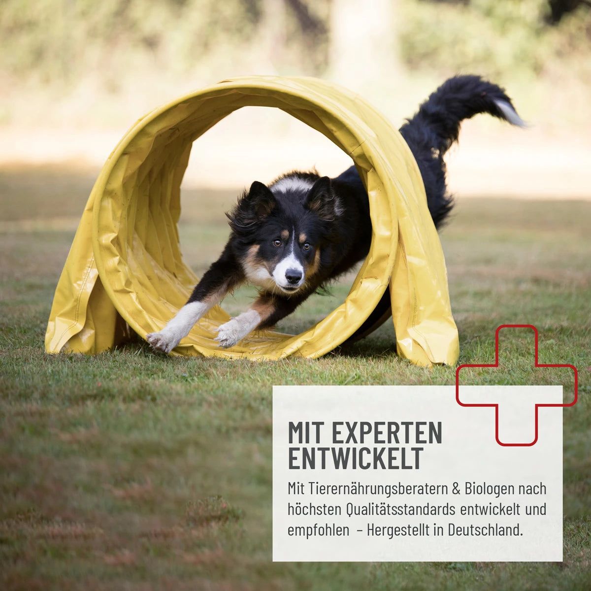 Hund rennt durch gelben Tunnel. Text: Mit Experten entwickelt. Qualitätsstandards. Hergestellt in Deutschland.