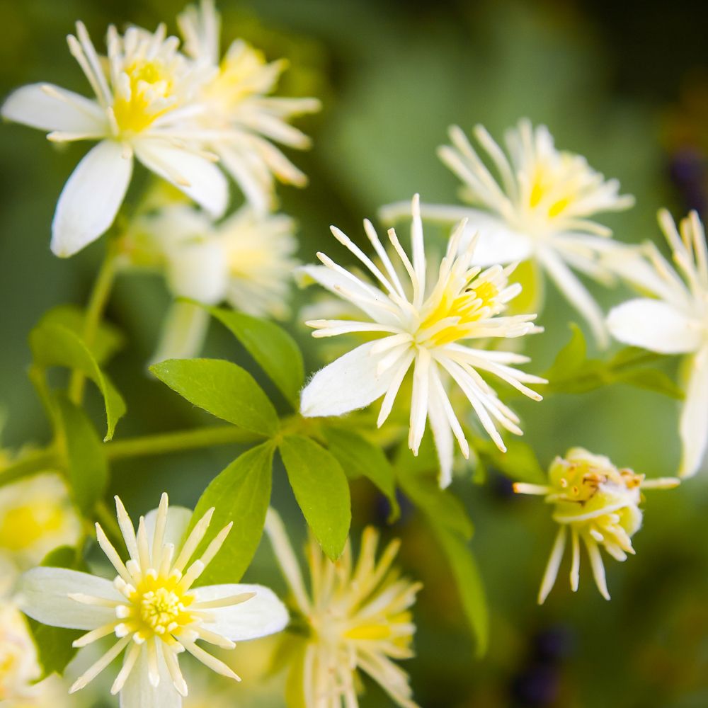 Nahaufnahme von weißen Clematis-Blüten mit gelben Zentren und grünen Blättern. Mehrere Blüten im Fokus.