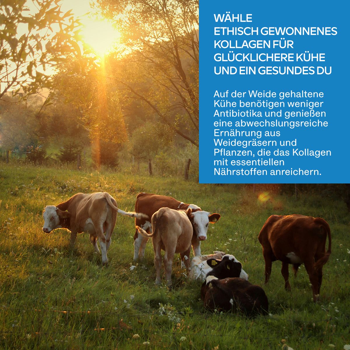 Kühe auf einer Weide. Text: Ethisch gewonnenes Kollagen für glücklichere Kühe und ein gesundes Du.