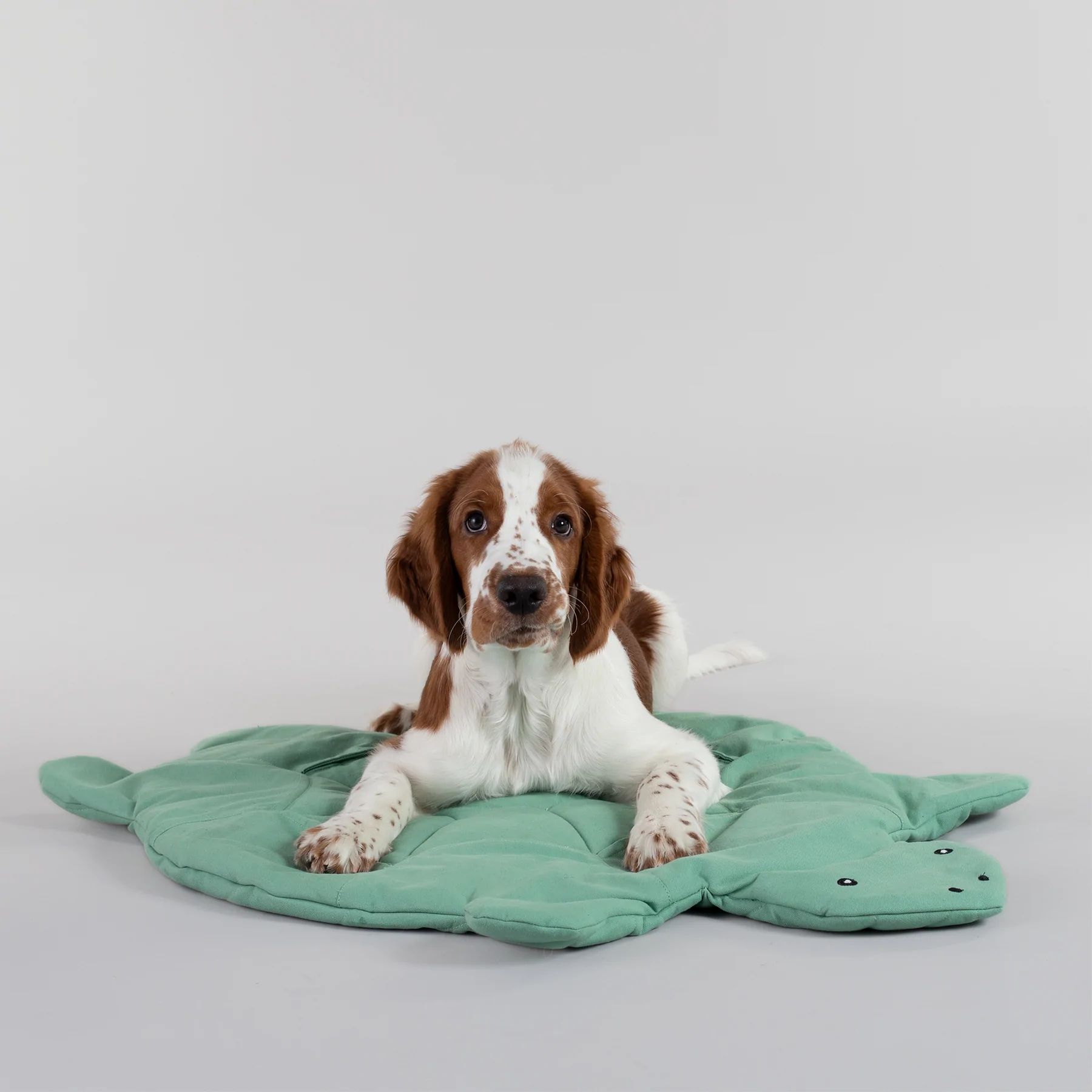 Grüne, schildkrötenförmige Matte. Ein Hund liegt auf der Matte.