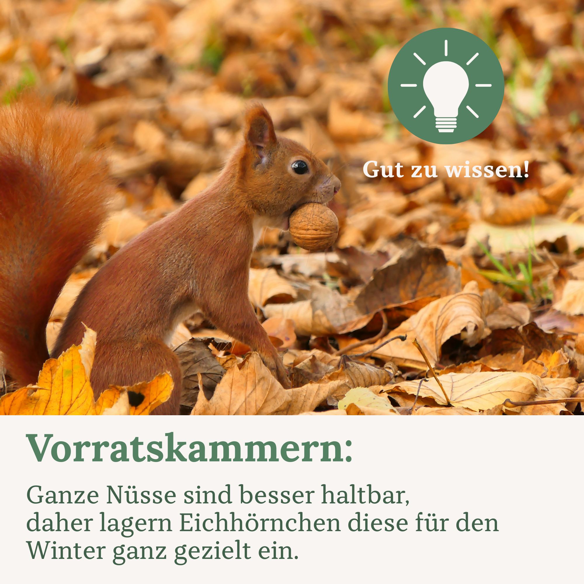 Ein Eichhörnchen mit einer Walnuss im Mund auf Blättern. Text: Vorratskammern: Ganze Nüsse sind besser haltbar.