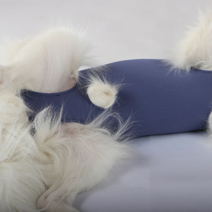Blauer Body für Hunde. Der Body bedeckt den Rumpf des Hundes. Der Hund liegt auf hellem Hintergrund.