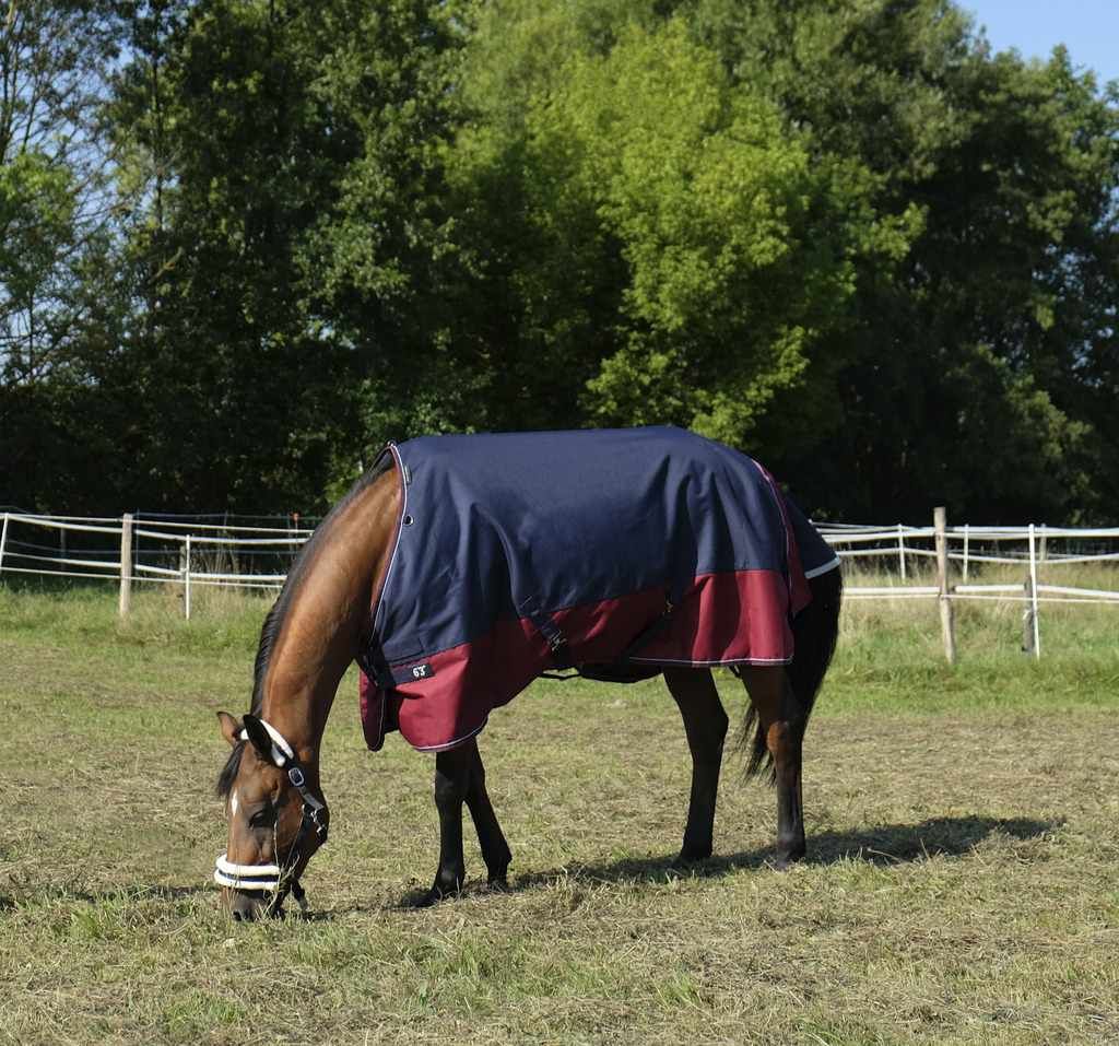 Pferdedecke, blau-rot, auf einem grasenden Pferd. Das Pferd steht auf einer Wiese.